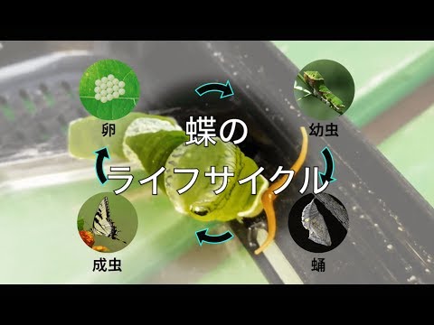 蝶のライフサイクル - 段階、特徴、好奇心 - 蝶の脆弱性