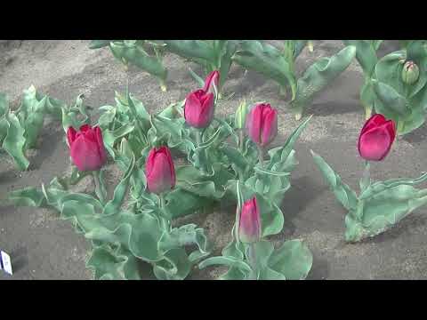 トライアンフチューリップ 植物