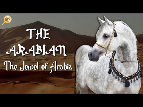THE ARABIAN I THE JEWEL OF ARABIA I EXPLORE HORSES