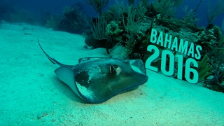 Blackbeard's Cruises - Bahamas