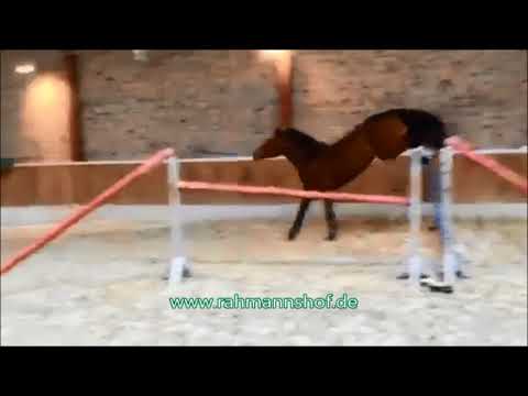 Ulando Freispringen - 4j. Wallach v. Ultimo x Lancer II - Grandeur - FOR SALE