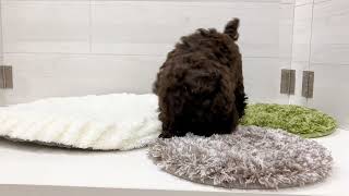 トイプードルの動画01