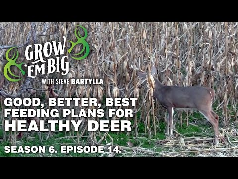 Good, Better, Best Feeding Plans for Healthy Deer