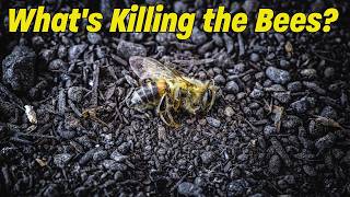 Massive Bee Die Off, What's Killing the Bees?