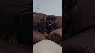 life is better with this monster as my shadow #rottweiler #pets #dogs #fyp #wknd #companion