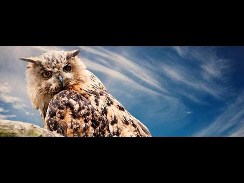 CAE - Vocabulary and Listening Skills 1