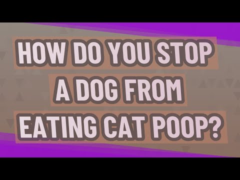 How do you stop a dog from eating cat poop?