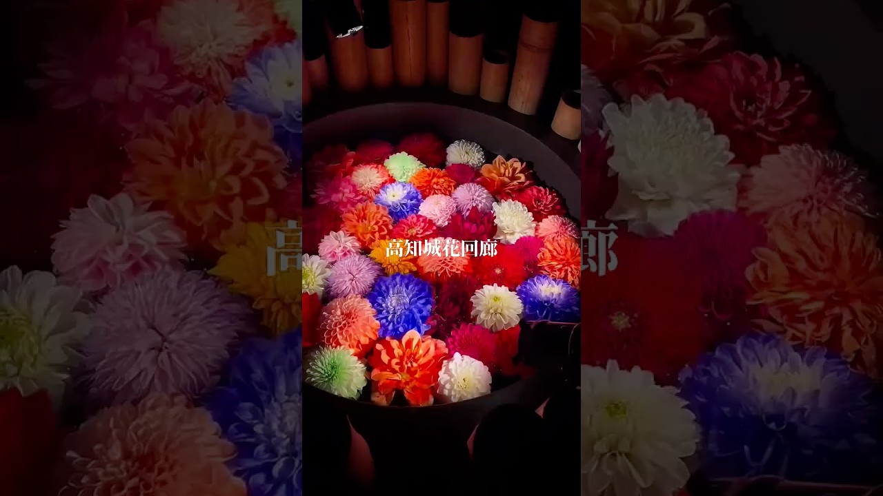 高知城花回廊2026🌸