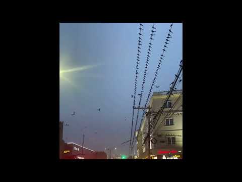 últimos días (pvnico - desastre rmx)