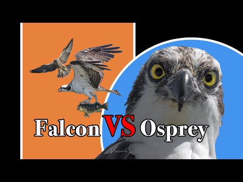 Falcon attacks an Osprey with a fish on its talons