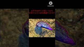 #shorts  世界の危険な動物3選