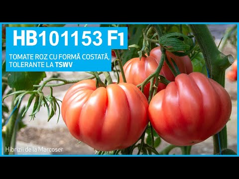 , title : 'Tomate roz tolerante la TSWV 🍅 HB101153 F1, cu formă costată si gust dulce'