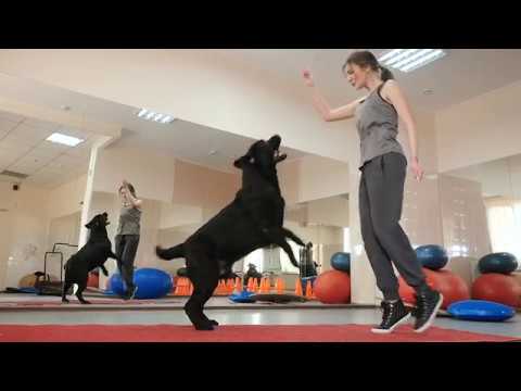 Become a Dog Trainer! (CATCH Academy in 20 Seconds) - YouTube