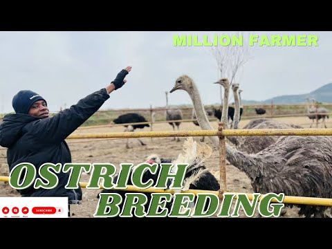 How to Start a Highly Profitable Ostrich Breeding Farm: A Complete Guide!