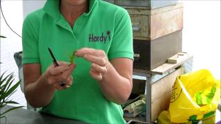 Rosy Hardy on Penstemon Cuttings (August 2014)