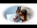 Baby squirrel Noble. Легкий завтрак бельчонка Нобеля.手工蛋白質 