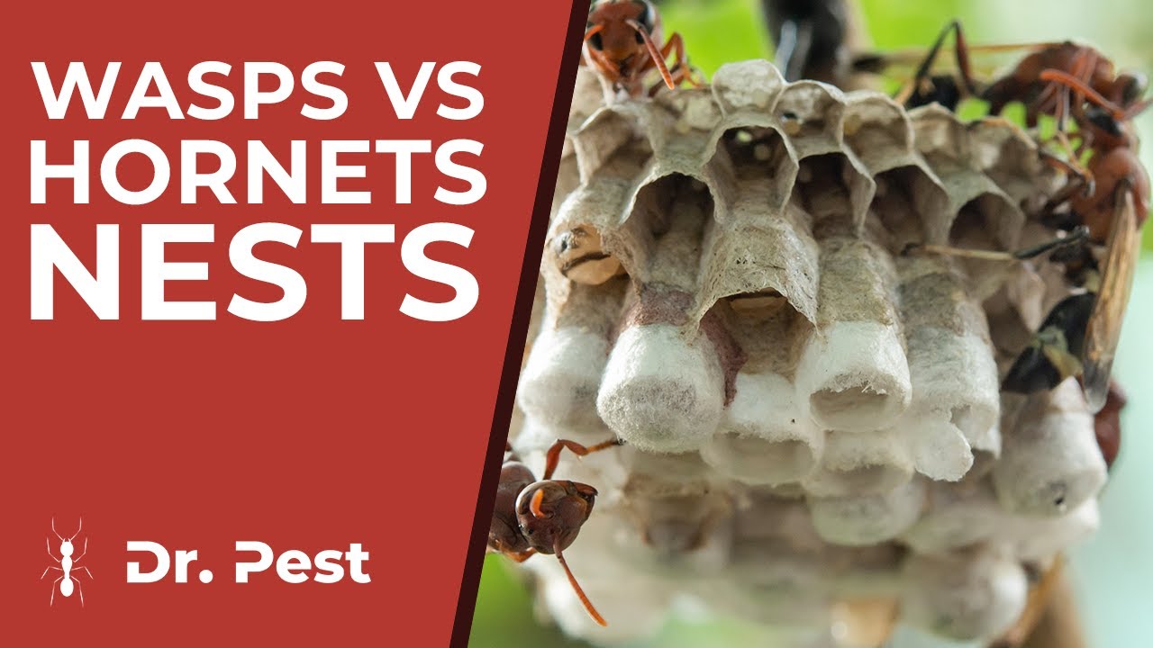 Wasp vs Hornet Nest: Key Differences and What You Need to Know | Dr. Pest