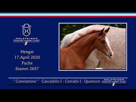 Holsteiner Elite-Fohlenauktion | Nr. 22 v. Cascadello I - Corrado I