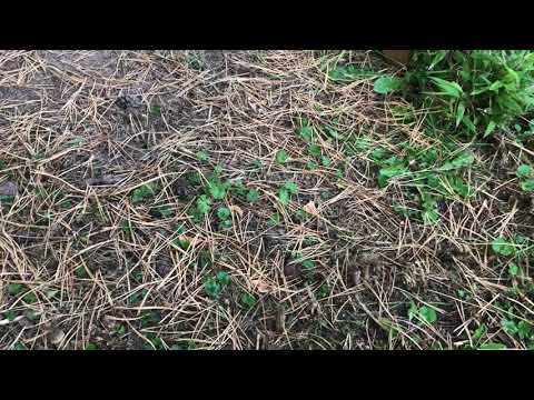 Bambus dauerhaft entfernen