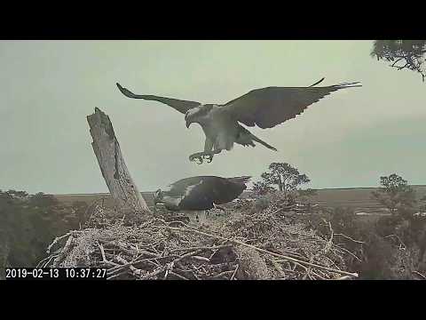 Morning, 3 matings and  intruder chase ~ ©CornellLabs, Savannah Ospreys
