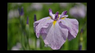 鮮やかな花園：染谷花菖蒲園