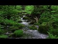 Relaxing Nature Sounds Clear Green Forest Stream Flows Birds Chirping