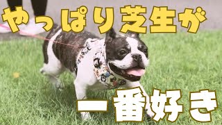 大好きな芝生が復活したので行ってみたけどすぐ終わった😂