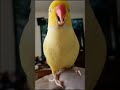 THE TALKING PARROT Yellow Cute Ringneck Talking Bird