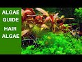 Long Green Algae In Freshwater Aquarium