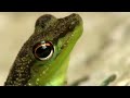 Chasing Frogs | Expedition Borneo | BBC Earth