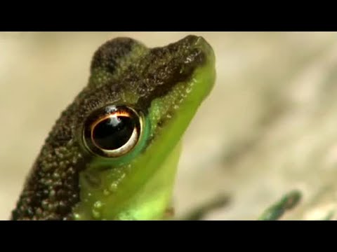 Thumbnail of the video: Chasing Frogs | Expedition Borneo | BBC Earth