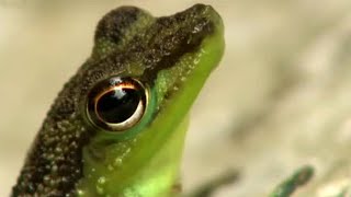 Chasing Frogs | Expedition Borneo | BBC Earth