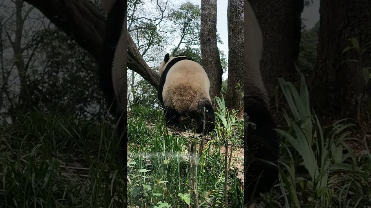あれ？シャンシャンは何を見つめたのかな？まさか木の上の小鳥が挨拶しているの？どうやらシャンシャンは小鳥と良いお友達になったみたいだね～