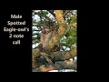 Spotted Eagle Owl Male S 2 Note Call