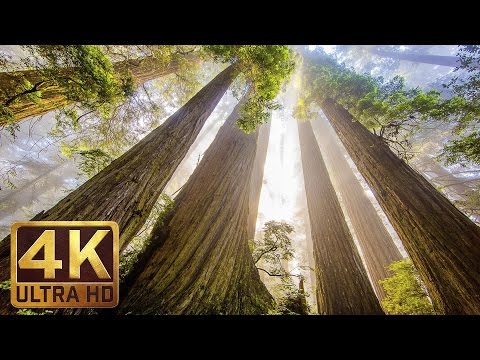 Redwood - The Tallest Trees On Earth - Film Trailer with Music in 4k (UHD)