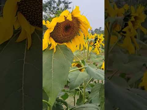 What's this। #explore #love #trending #nature #trendingshorts #trendingvideo #shortvideo #shortsfeed