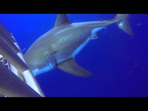 Nautilus Explorer 2013 - Die weissen Haie von Guadalupe, Guadalupe,Mexiko