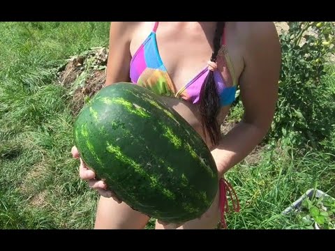 , title : 'Pěstování melounů v našich podmínkách.'