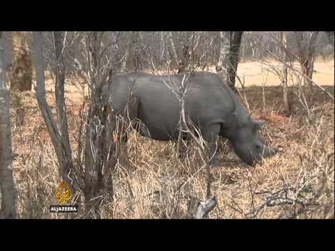 Prodata dozvola za lov na crnog nosoroga