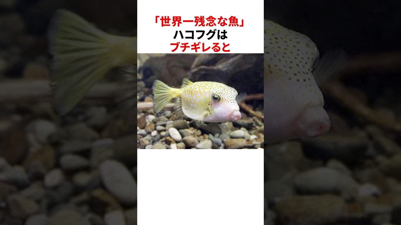 「世界一残念な魚」ハコフグの意外な雑学 #shorts