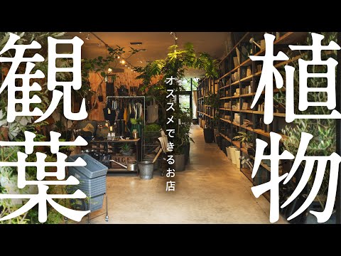 スプリングスパー 植物