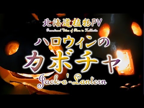 北海道かぼちゃ 植物