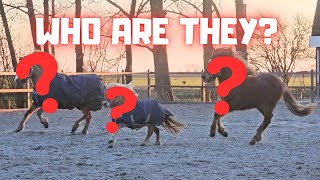 3 new ponies!! Wow!! How cute they are! | Friesian Horses