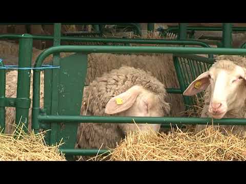 Ovčar Bojan Marinković o ovčarstvu u Srbiji