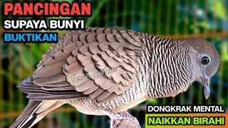 Download lagu Perkutut Lokal Gacor RAJA PIKAT Ahlinya Bikin Semua Burung Perkutut Nyaut. mp3