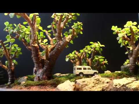 Bonsai Tree Growing Under LED Grow Light | Soltech Solutions