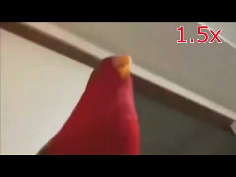 Red Bird Meme Speed 999x
