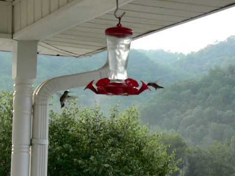 Busy Hummingbird Feeder