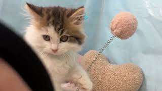 スコティッシュストレートの動画01