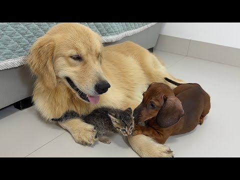 YouTube 썸네일